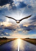 thestraightpath